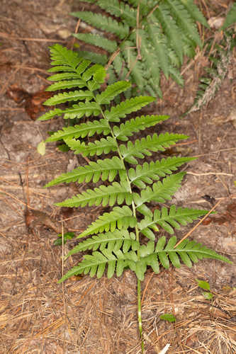 Dryopteris celsa #1